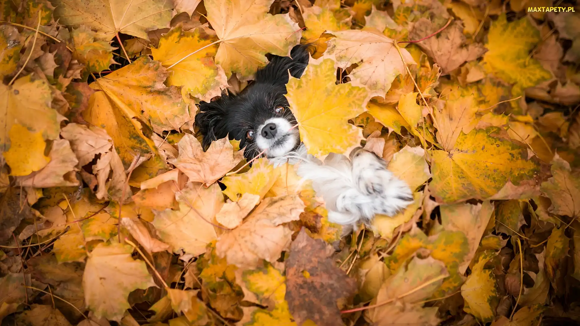 Pies, Liście, Mordka, Spaniel kontynentalny miniaturowy Papillon