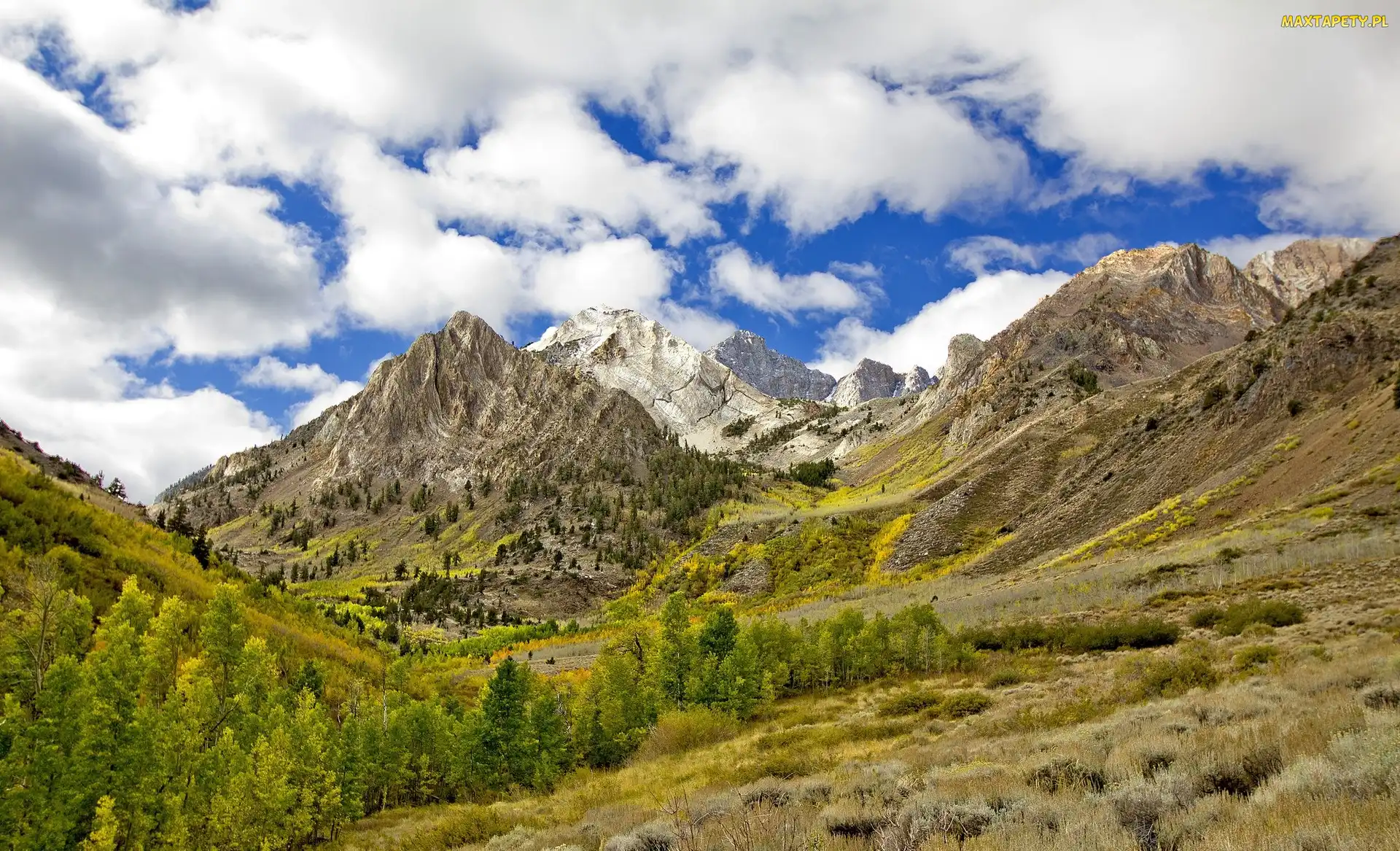 Stany Zjednoczone, Stan Kalifornia, Drzewa, Góry Sierra Nevada, Miejsce McGee Creek, Hrabstwo Mono