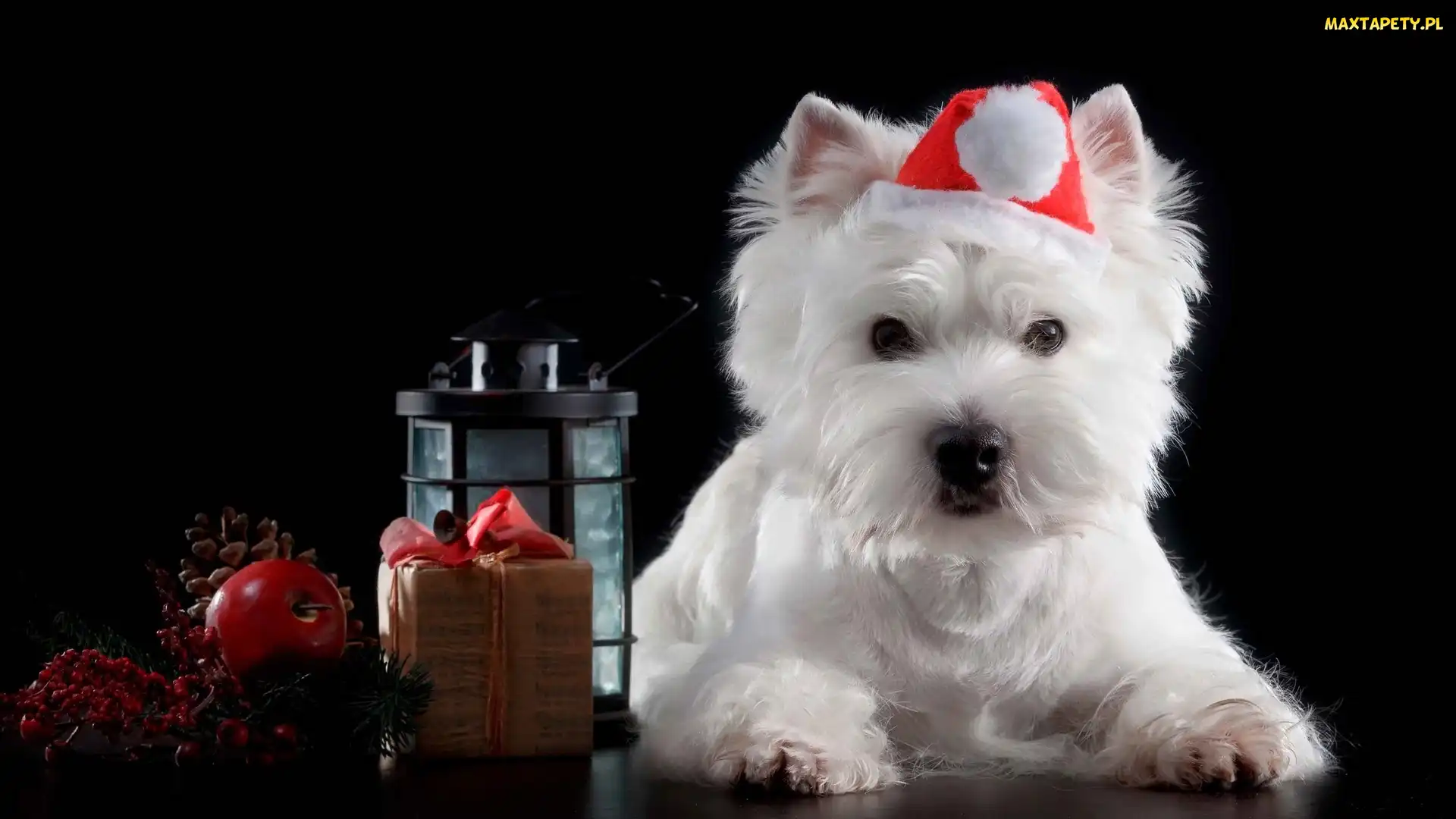 Lampion, Mikołaja, Pies, Prezent, Czapka, Biały, West Highland White Terrier