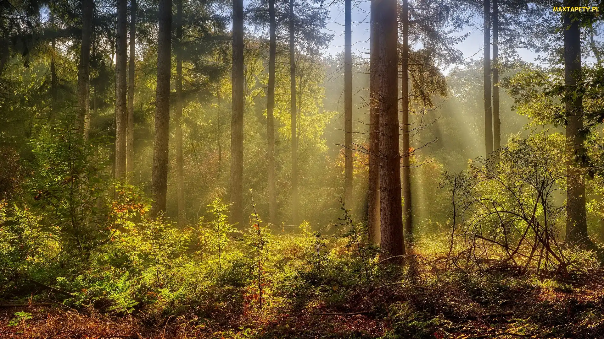 Rośliny, Przebijające światło, Las, Drzewa