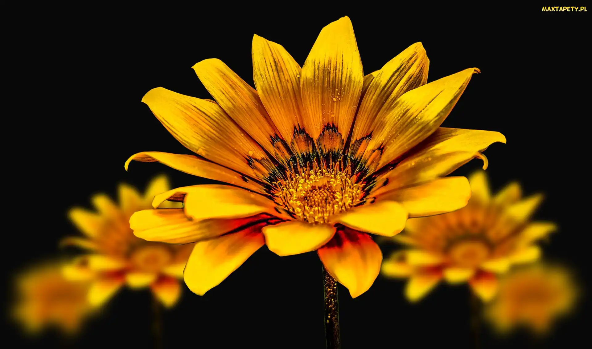 Czarne tło, Gazania, Żółte, Kwiaty