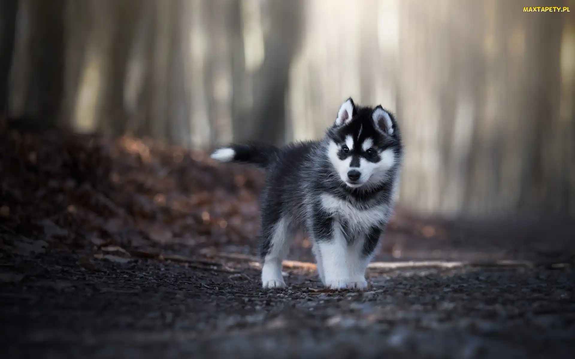 Droga, Las, Siberian husky, Szczeniak
