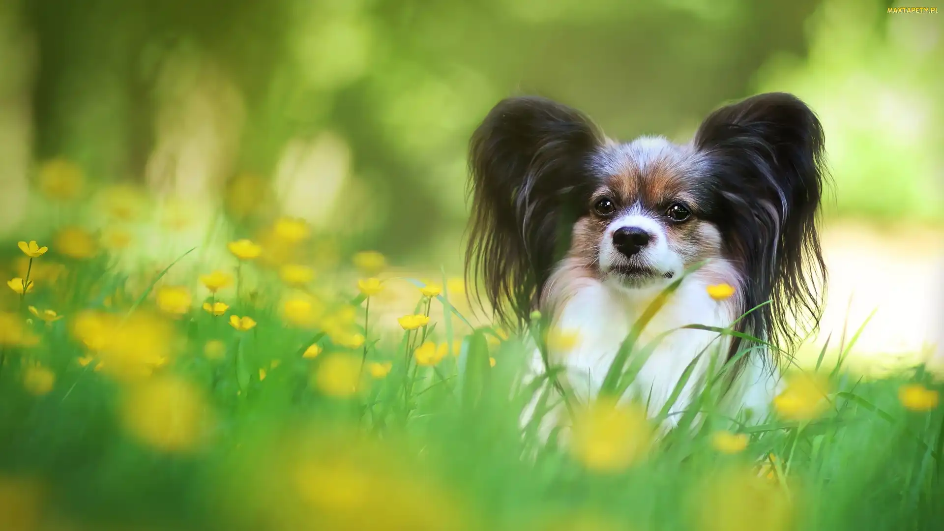 Spaniel kontynentalny Papillon, Trawa, Pies