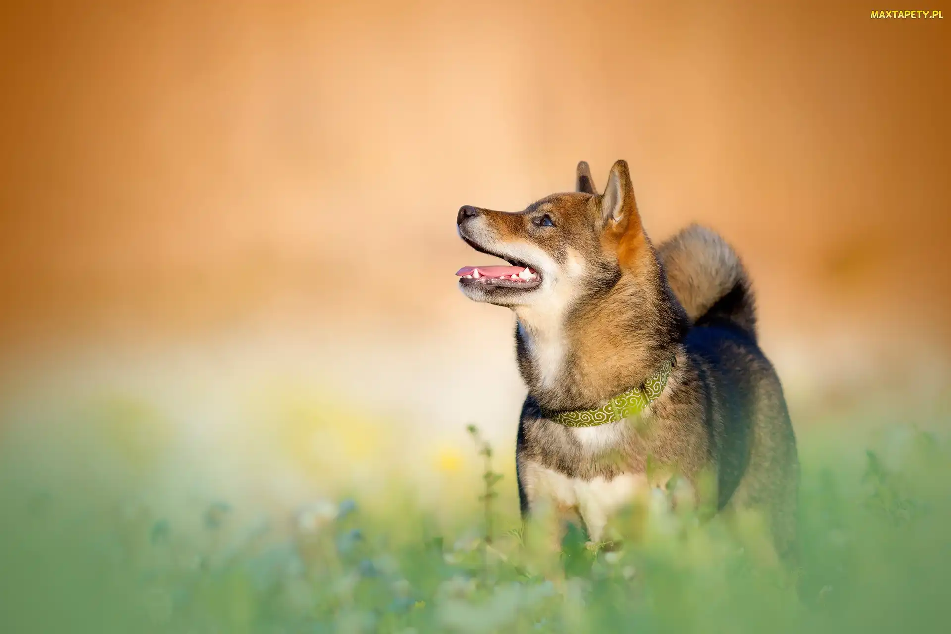 Trawa, Obroża, Pies, Shiba inu