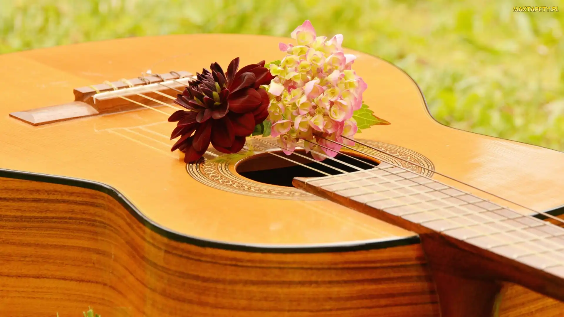 Dalia, Hortensja, Gitara, Kwiaty