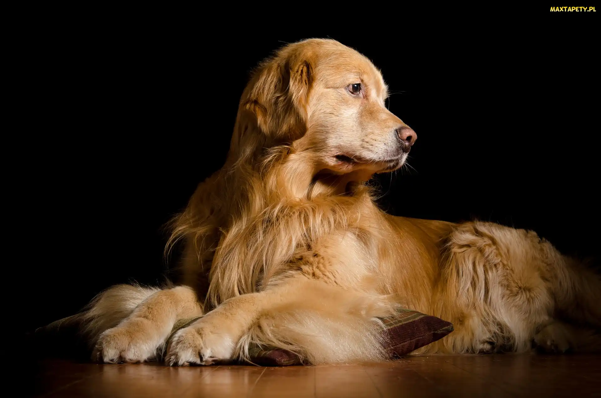 Leżący, Golden retriever, Pies