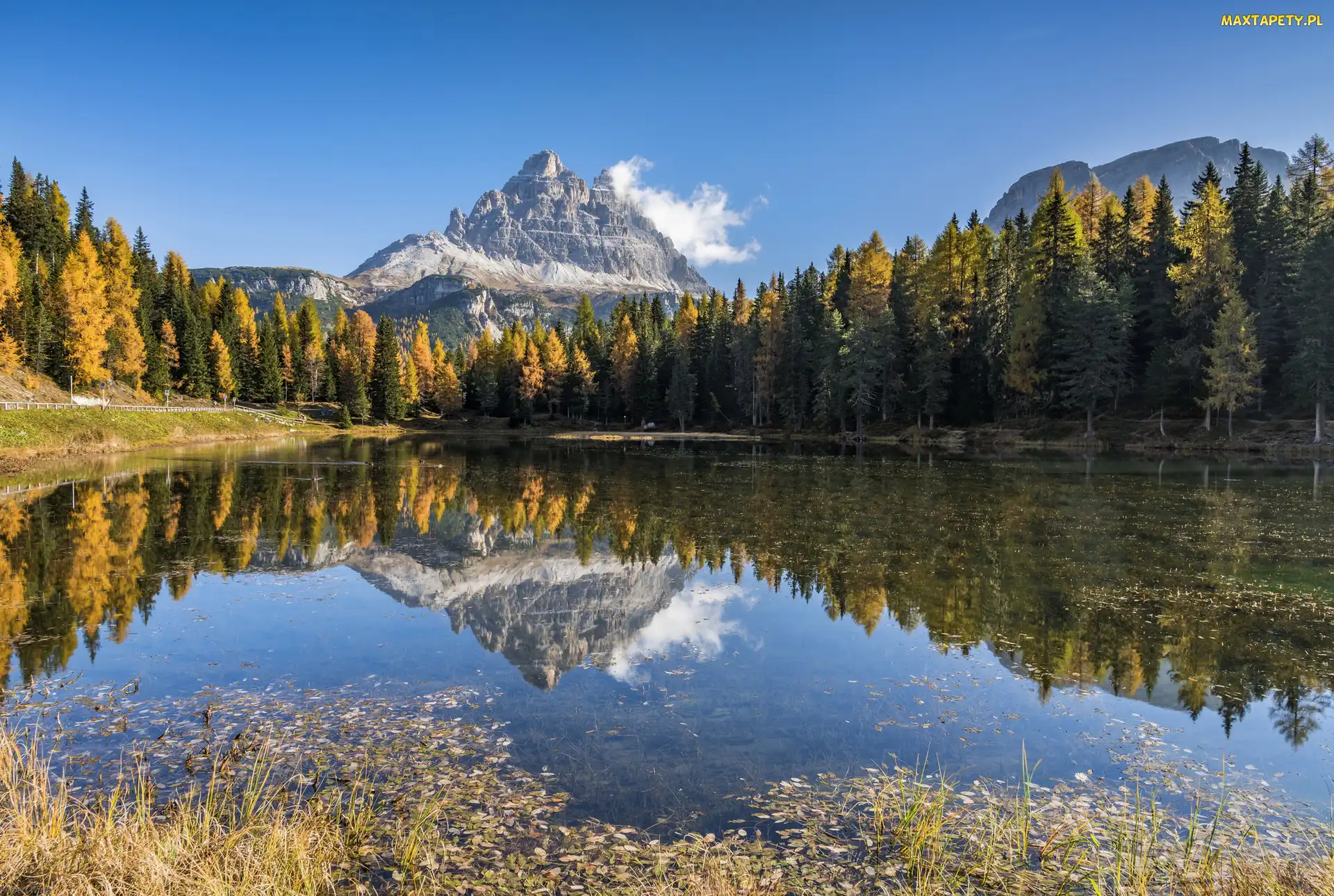 Góry, Lasy, Masyw Tre Cime di Lavaredo, Jezioro Antorno Lake, Prowincja Belluno, Dolomity, Włochy, Drzewa