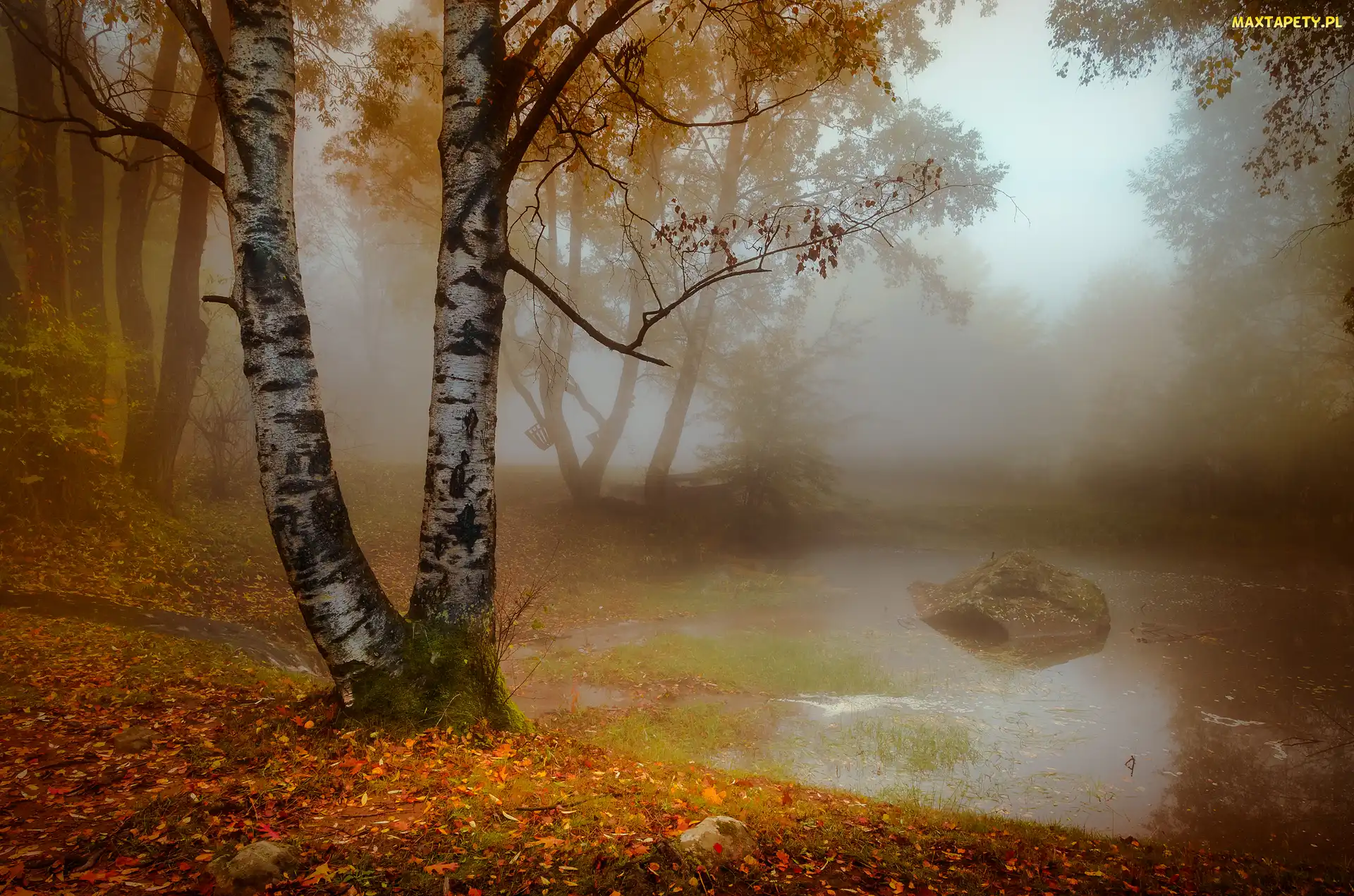 Park, Drzewa, Jesień, Mgła, Staw, Świt, Kamień, Brzoza