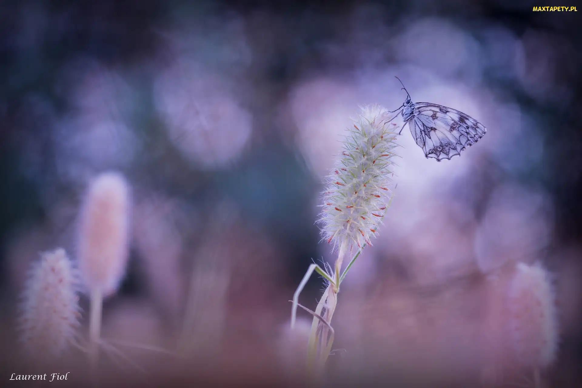 Polowiec szachownica, Roślina, Motyl