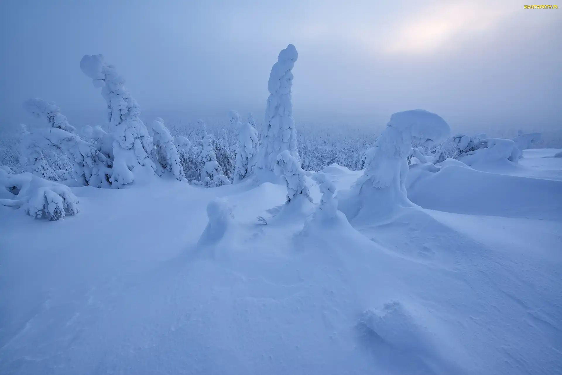 Słońce, Drzewa, Finlandia, Zima, Laponia, Ośnieżone