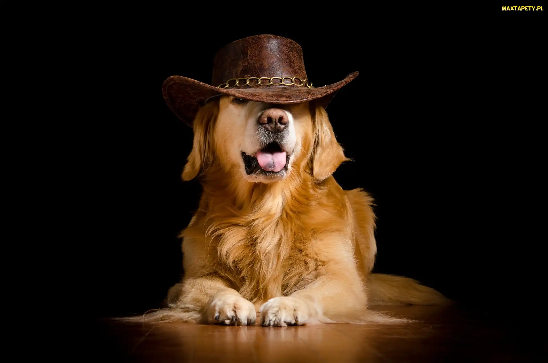 Kapelusz, Golden retriever, Śmieszne, Pies