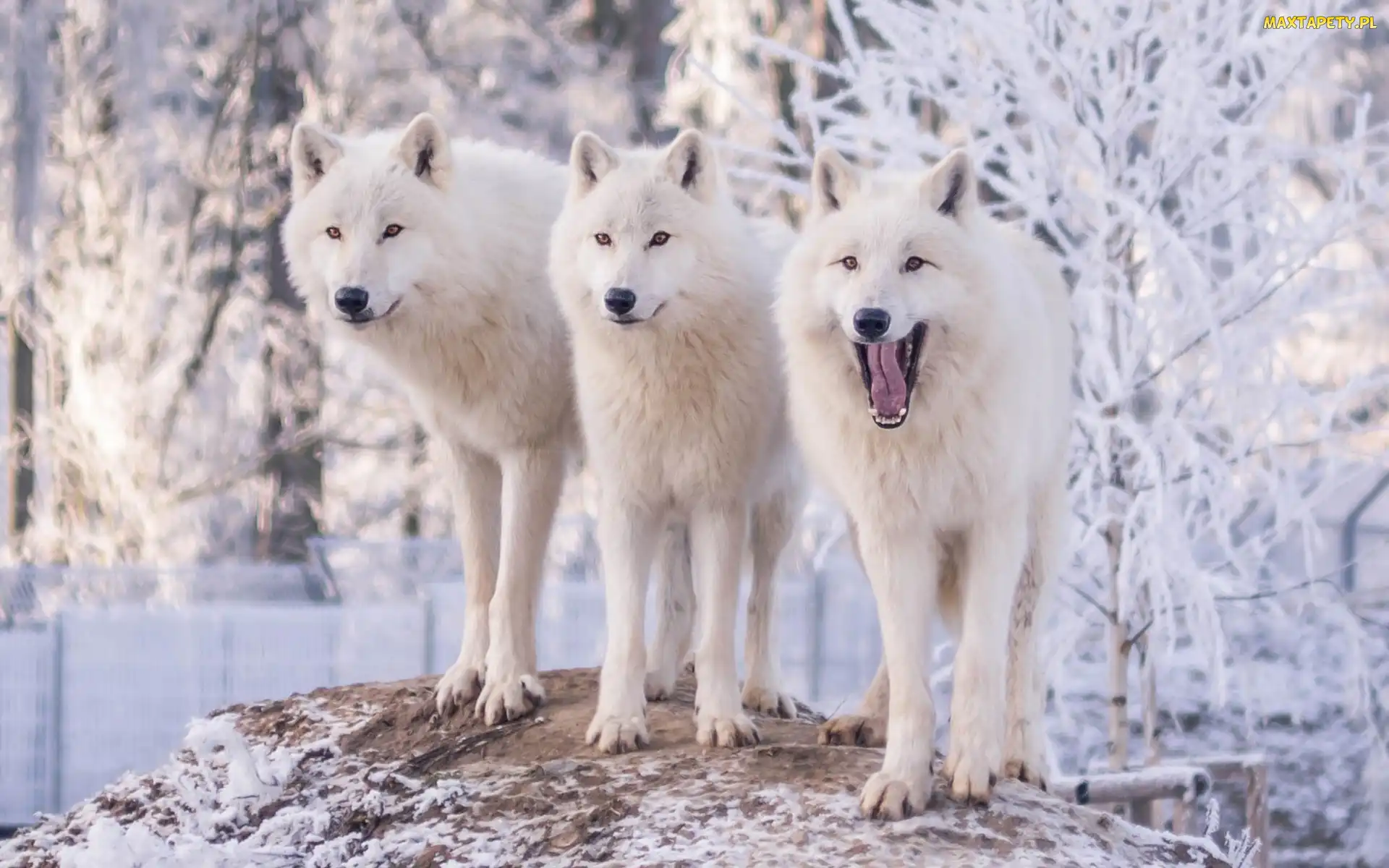 Wilki polarne, Śnieg, Trzy, Białe, Trzy