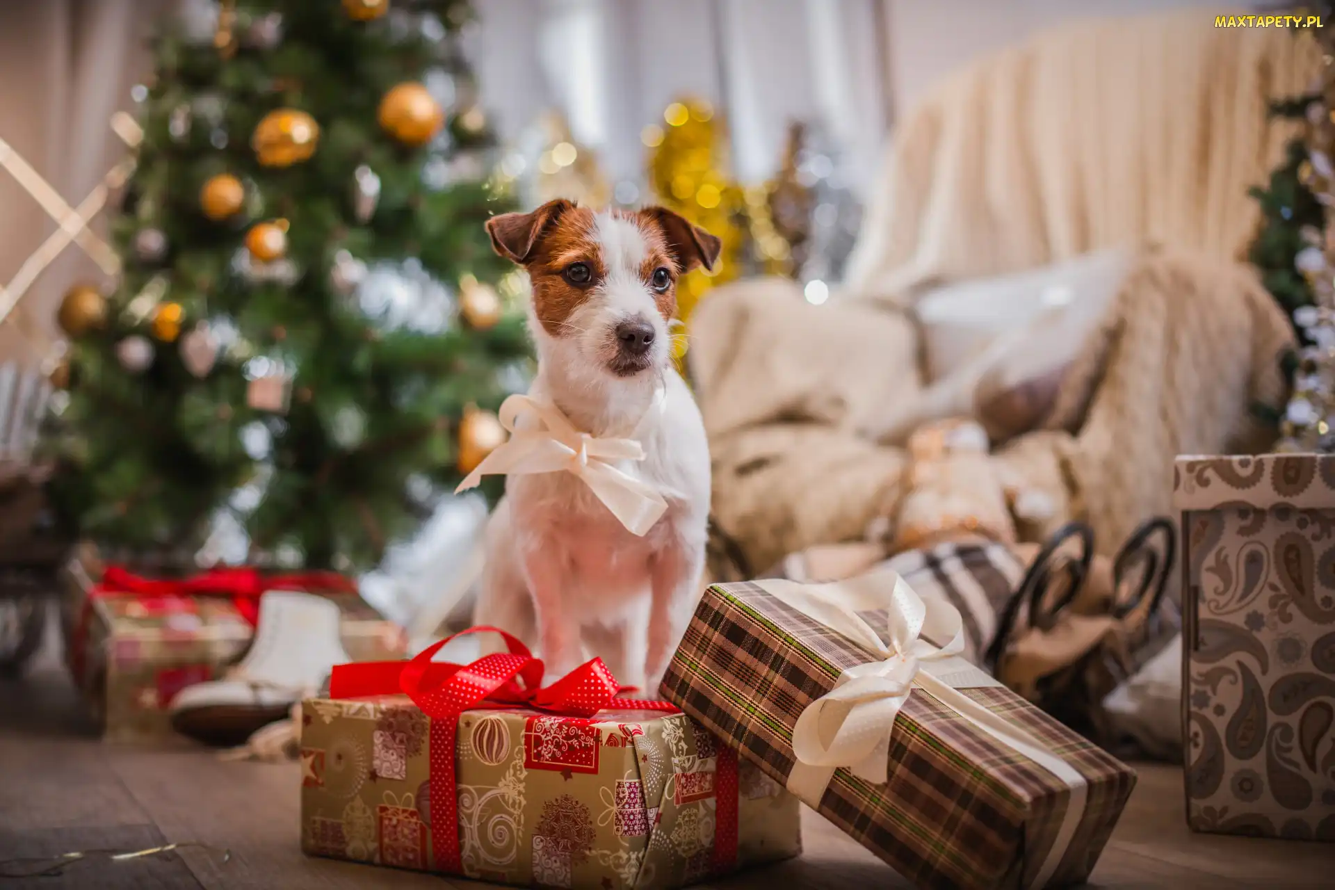 Jack Russell terier, Święta, Prezenty, Kokardka, Pies