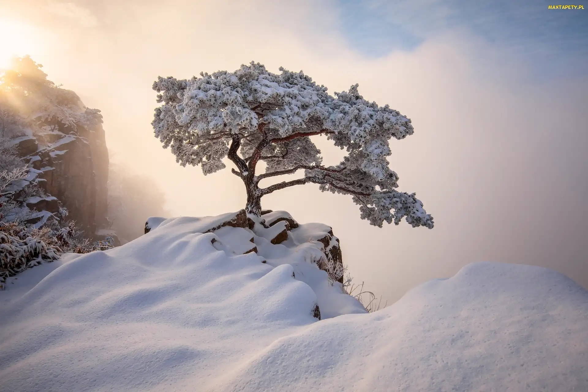 Jeolla Północna, Park prowincjonalny Daedunsan, Góry, Korea Południowa, Drzewo, Zima, Mgła