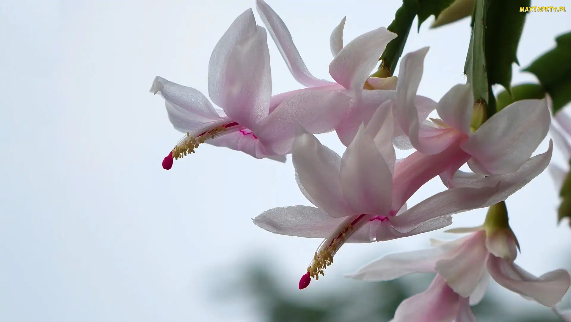 Kaktus Szlumbergera, Szlumbergera, Kwiat, Grudnik