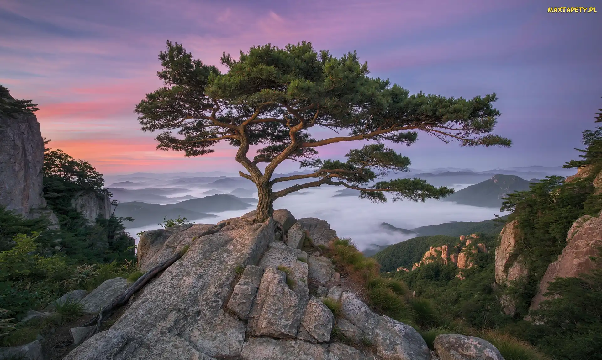 Prowincja Jeolla Północna, Góry, Wschód Słońca, Korea Południowa, Sosny, Park prowincjonalny Daedunsan, Drzewa