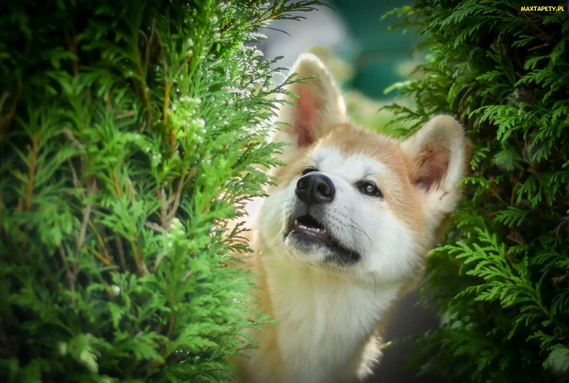 Gałązki, Zielone, Pies, Akita inu