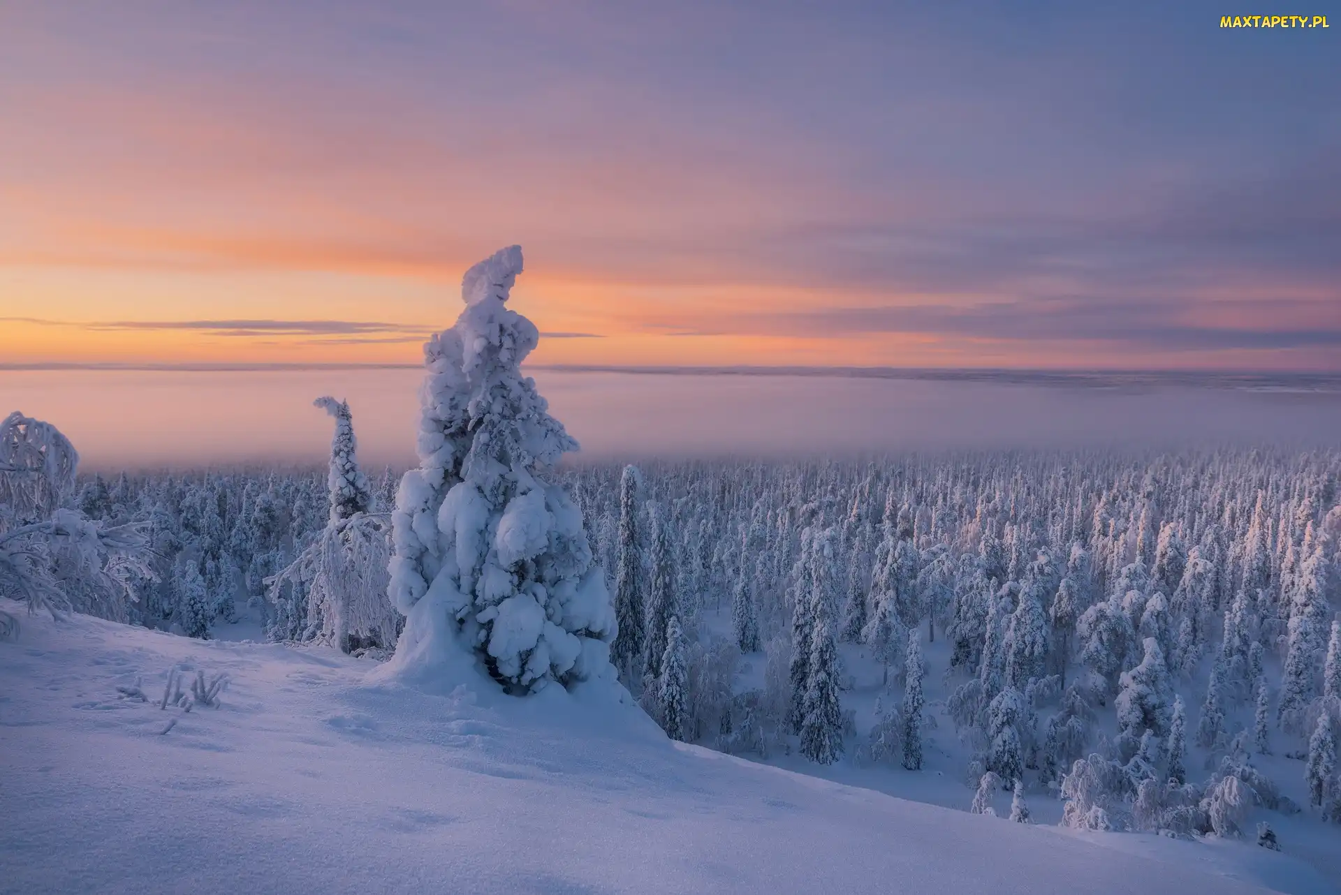 Zima, Finlandia, Mgła, Ośnieżone, Drzewa, Laponia