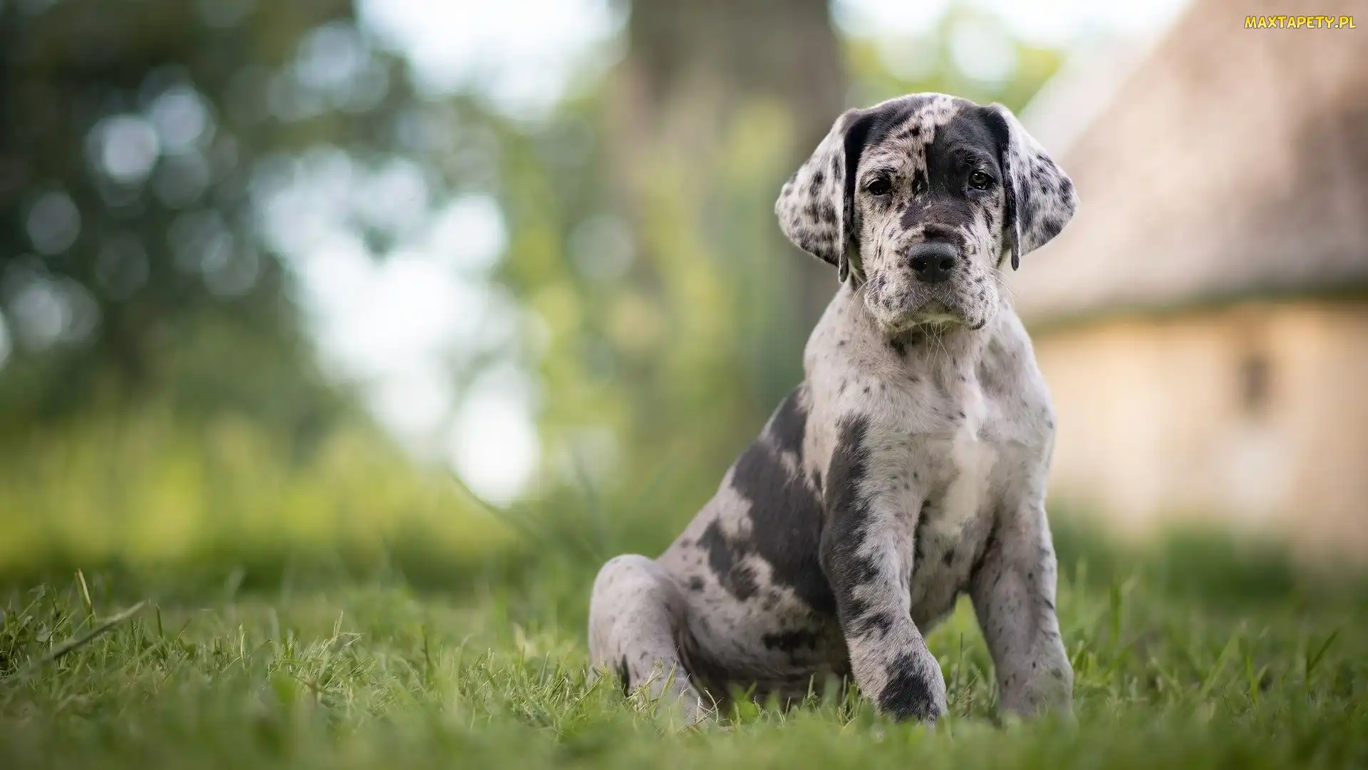 Szczeniak, Trawa, Łatki, Catahoula leopard dog, Pies