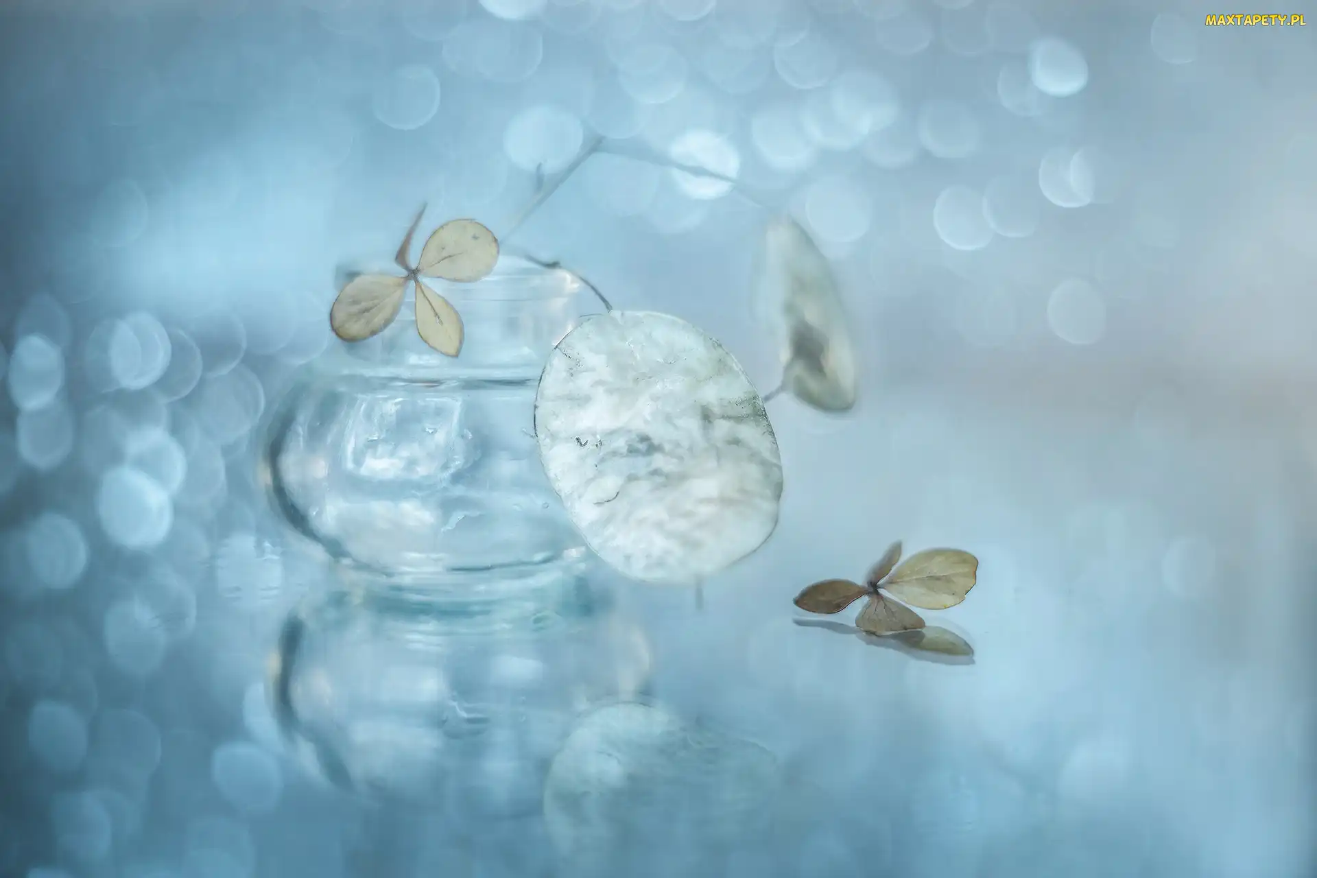 Bokeh, Suszki, Miesiącznica, Hortensja