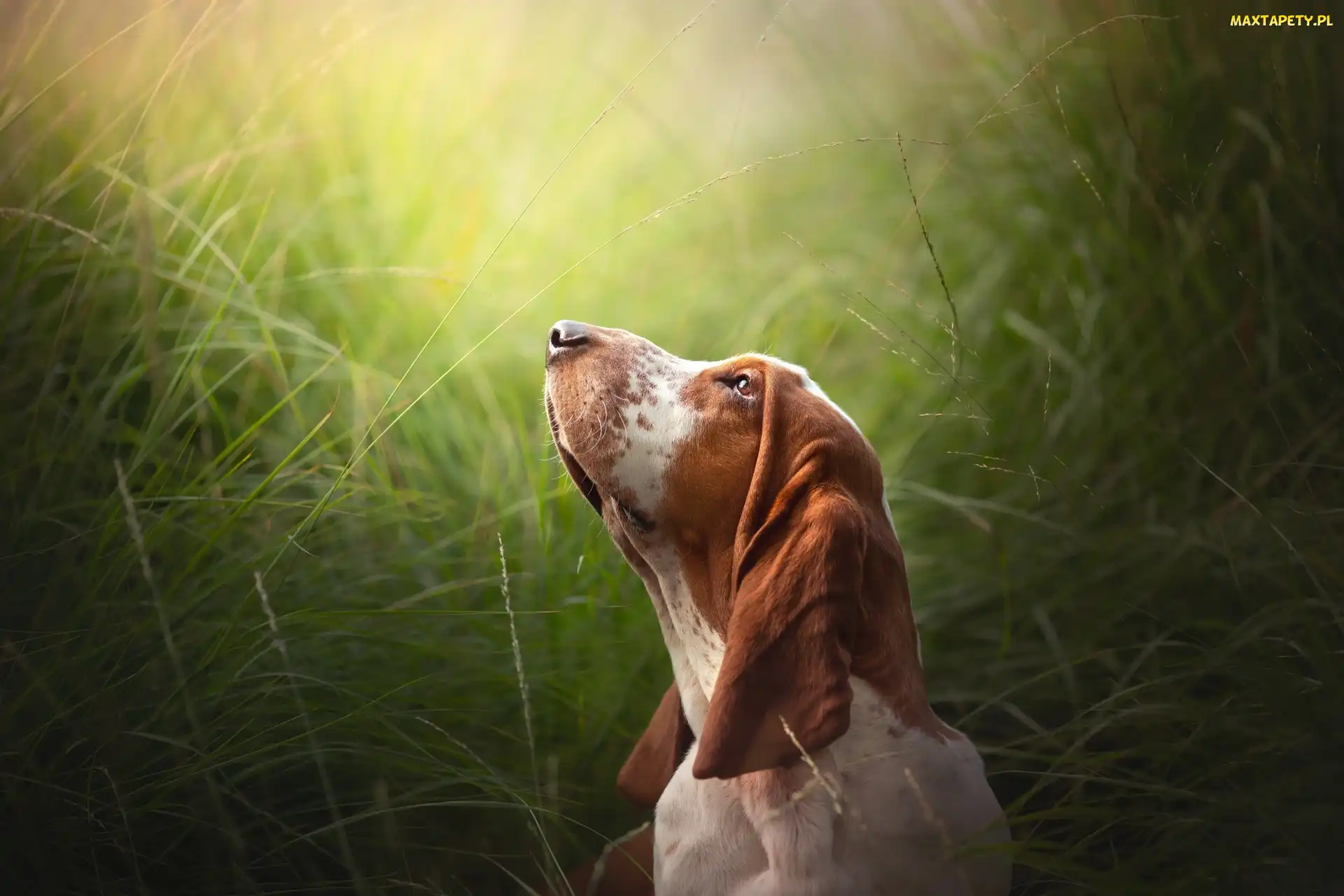 Basset hound, Trawa, Głowa, Uniesiona, Pies