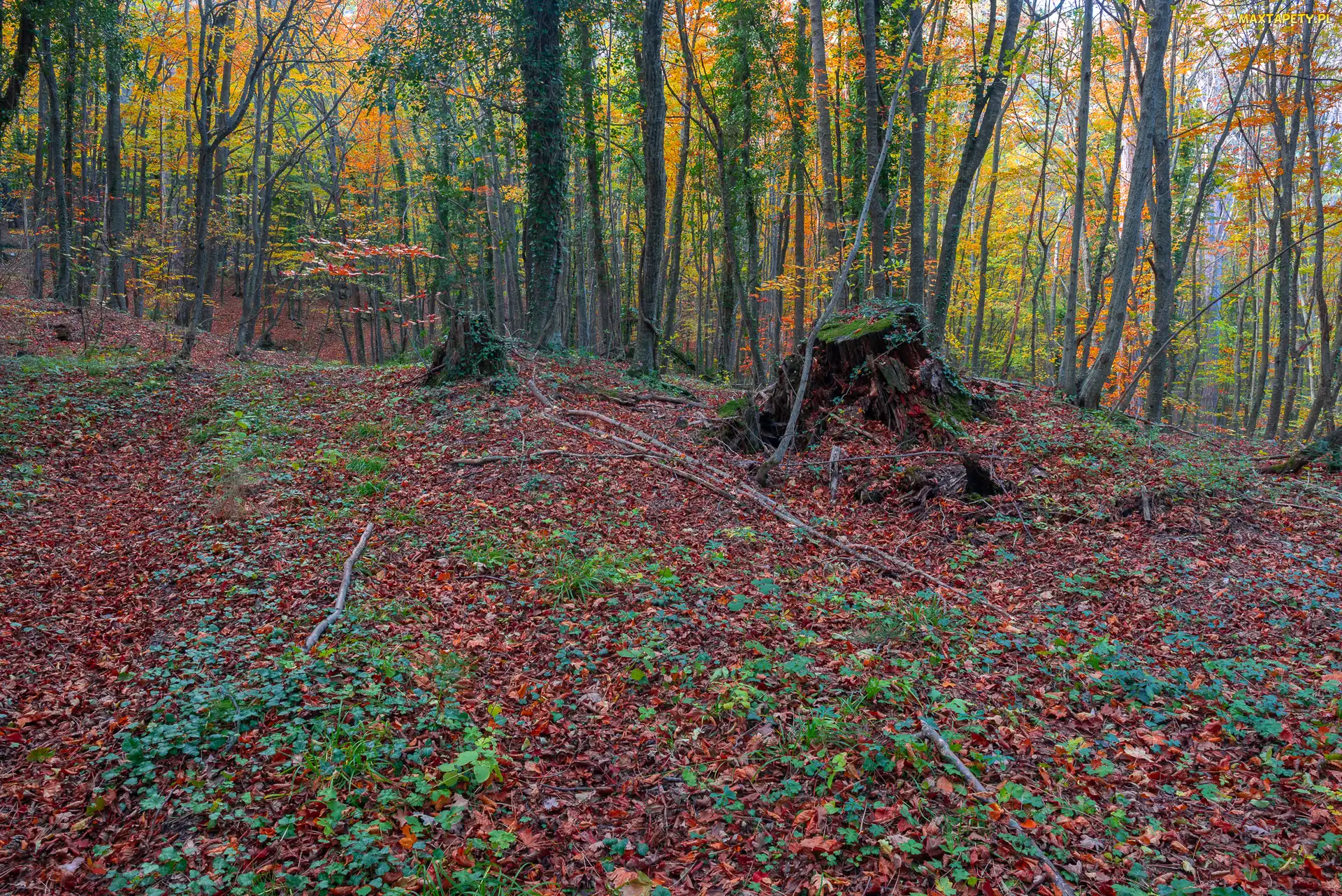 Pień, Drzewa, Jesień, Las