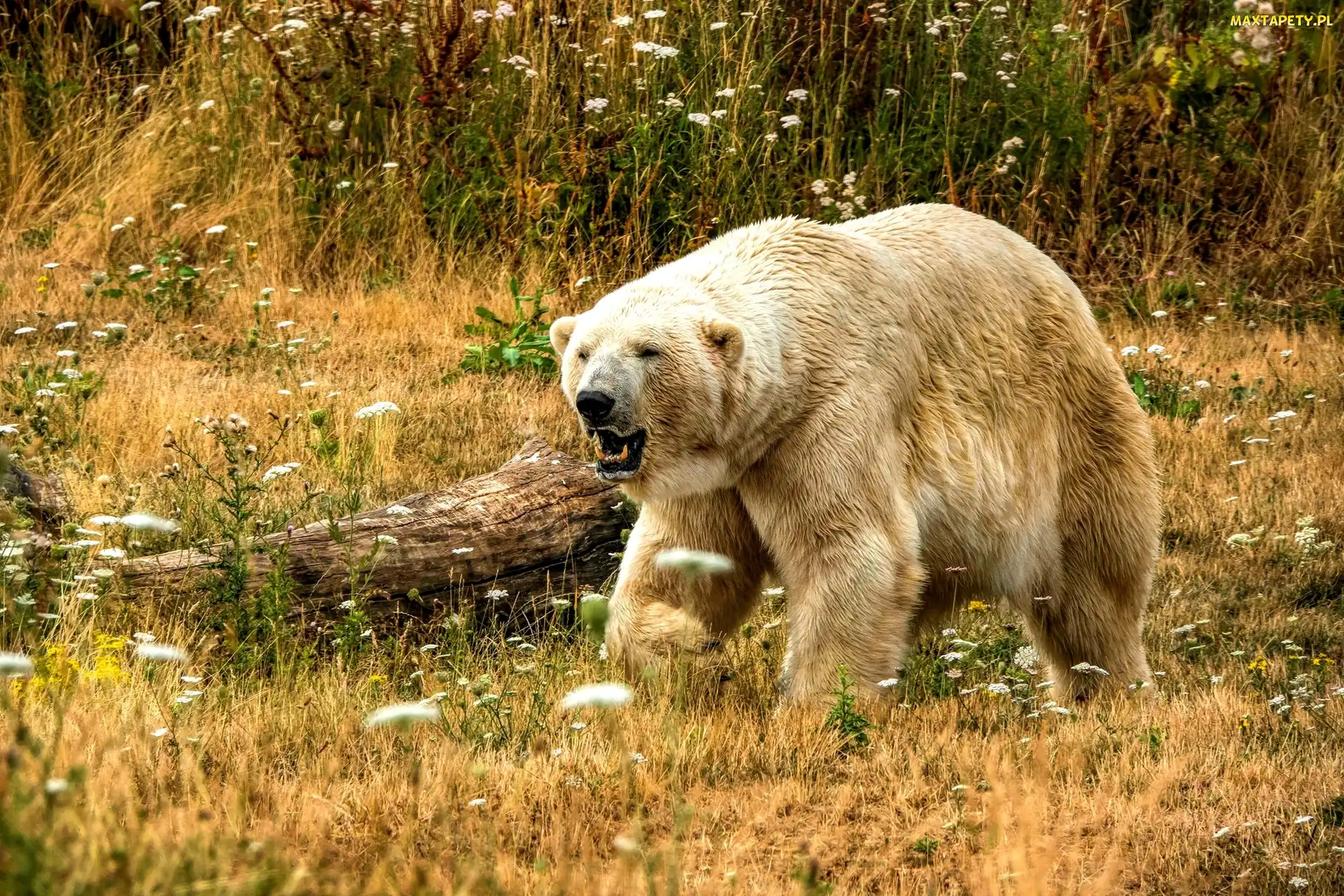 Łąka, Pień, Niedźwiedź polarny