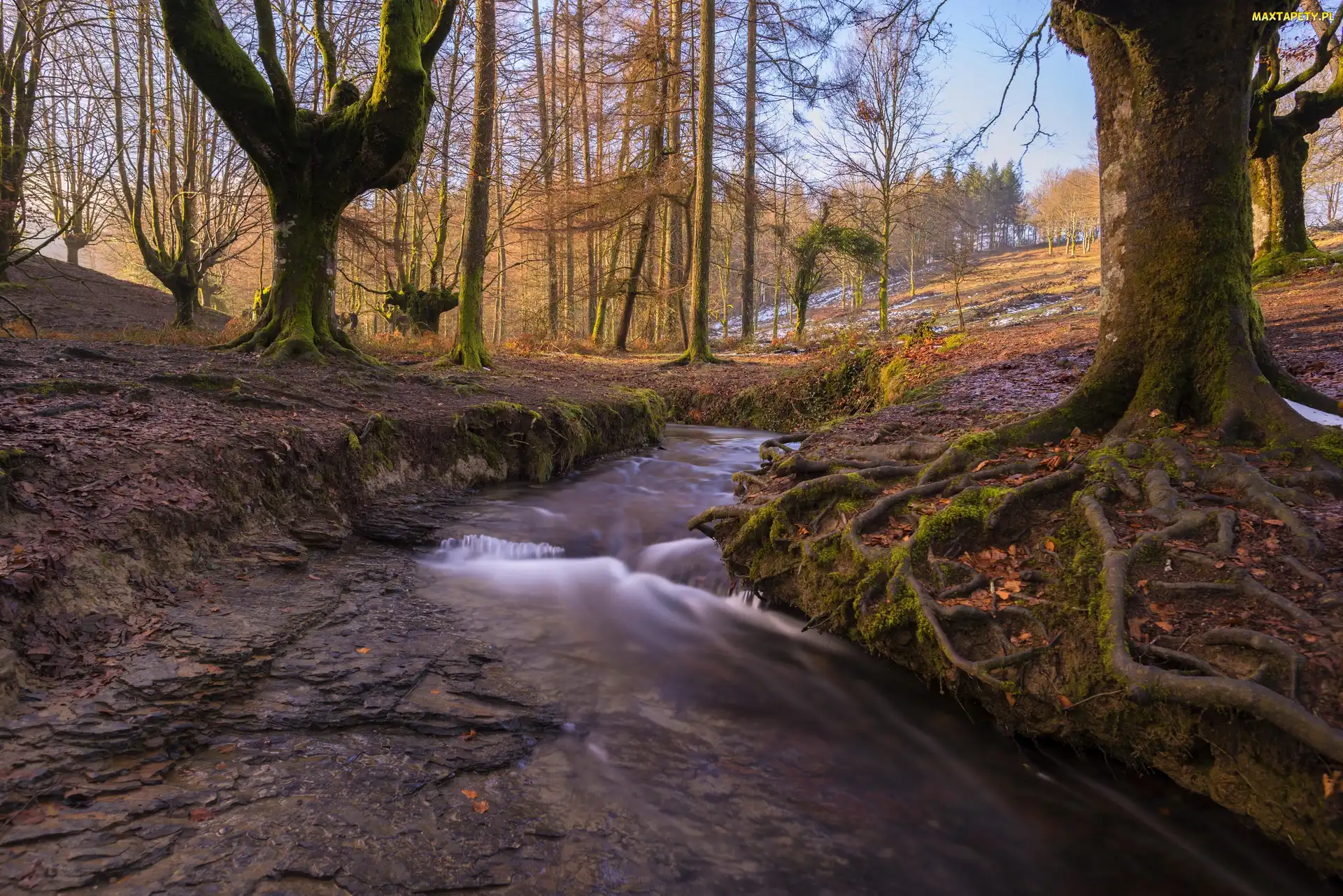 Kraj Basków, Strumyk, Drzewa, Hiszpania, Rzeczka, Park Narodowy Gorbea, Las