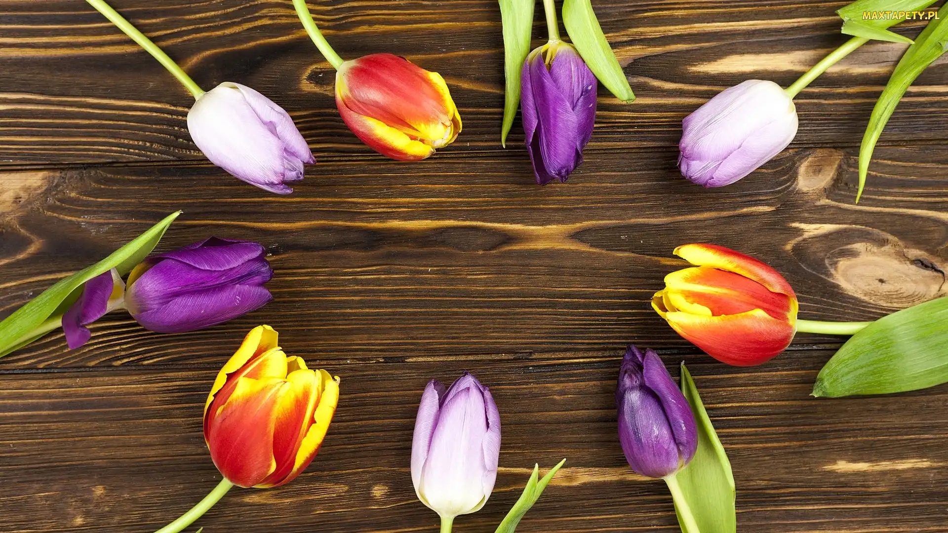 Fioletowe, Tulipany, Kolorowe