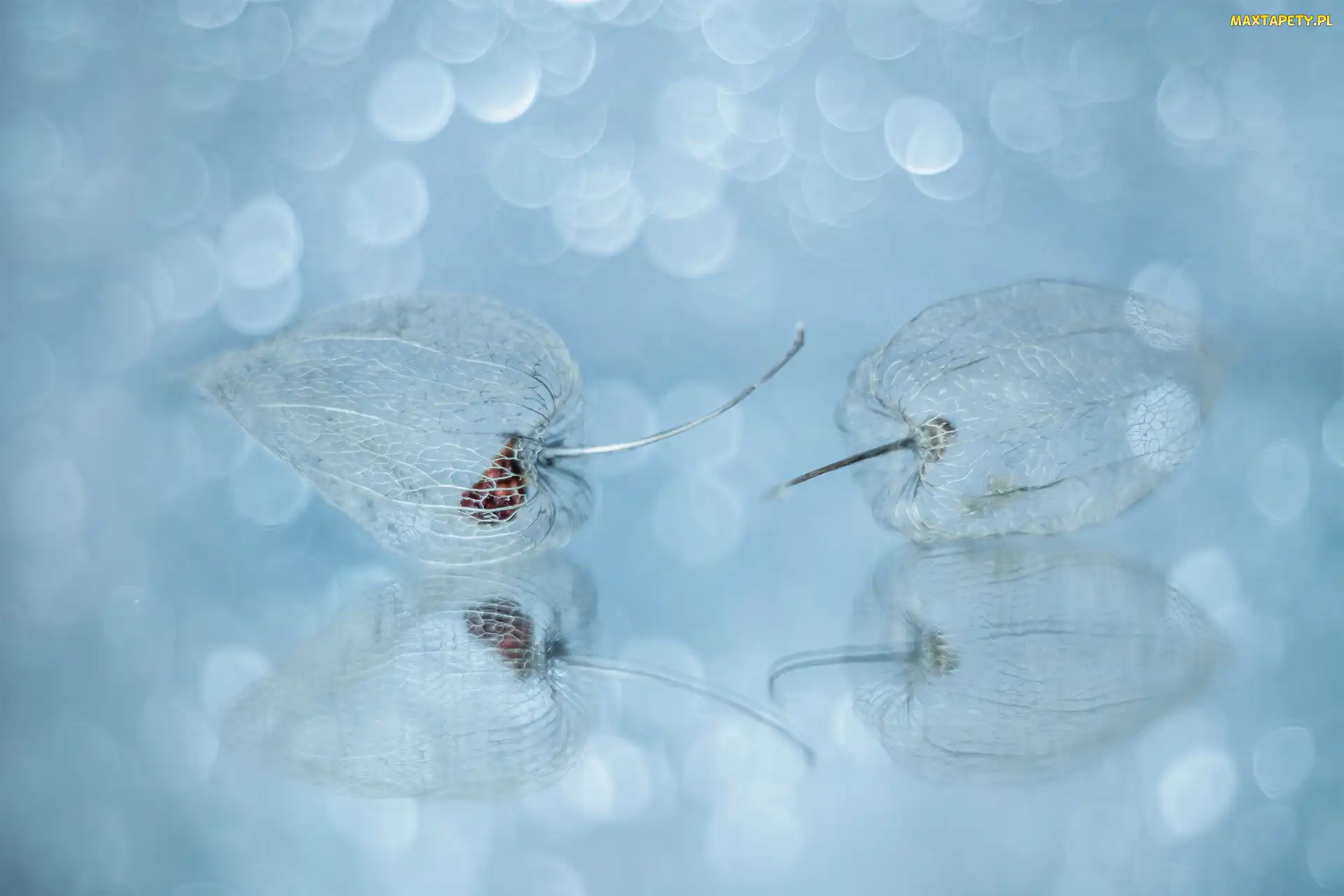 Miechunki, Makro, Bokeh