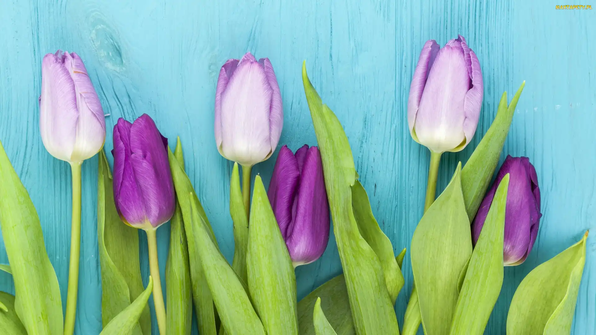 Tulipany, Kwiaty, Fioletowe