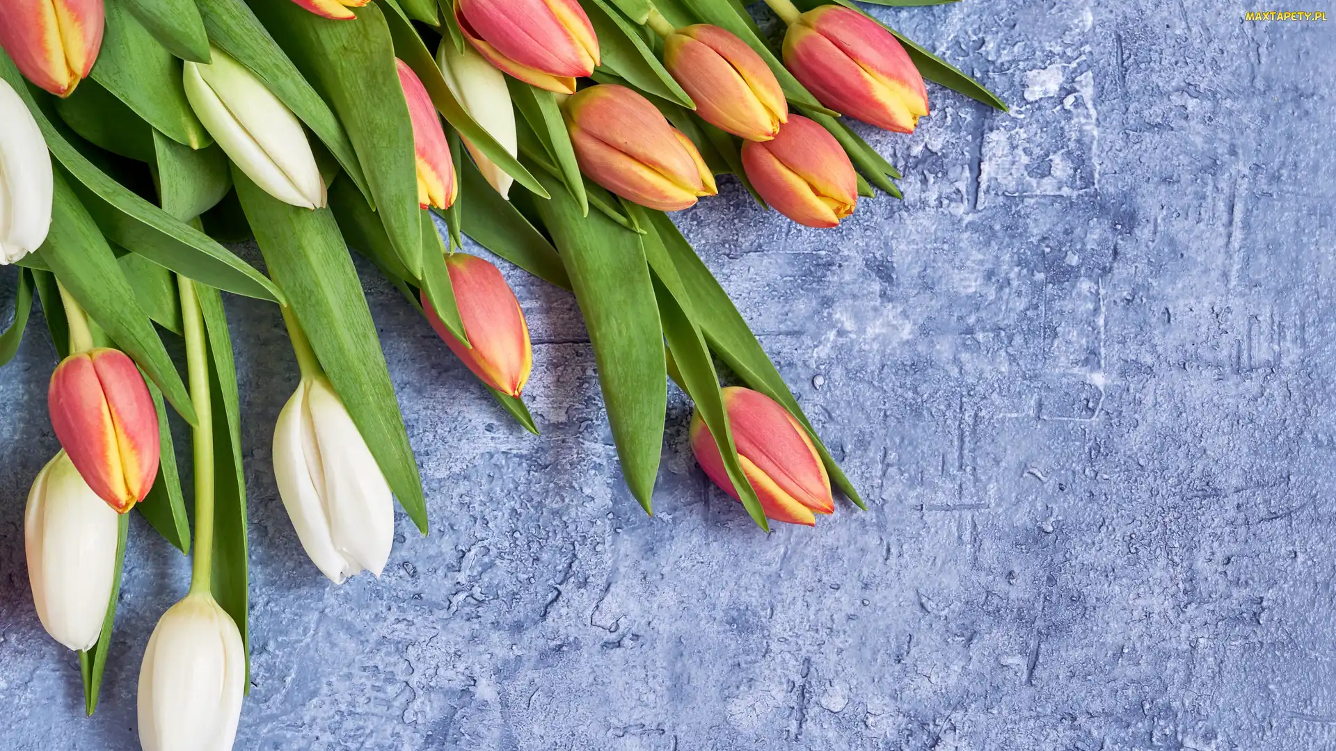 Tulipany, Czerwono-żółte, Kolorowe, Białe