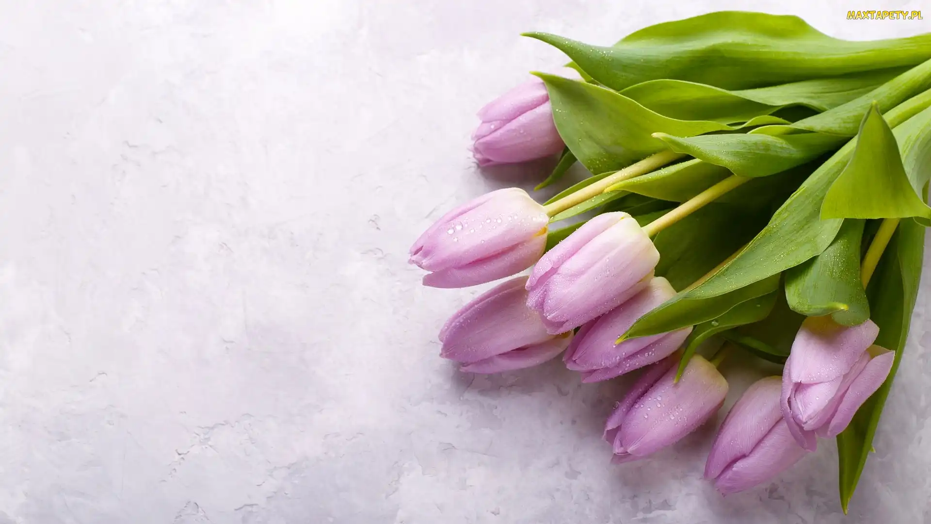 Tulipany, Krople, Zroszone
