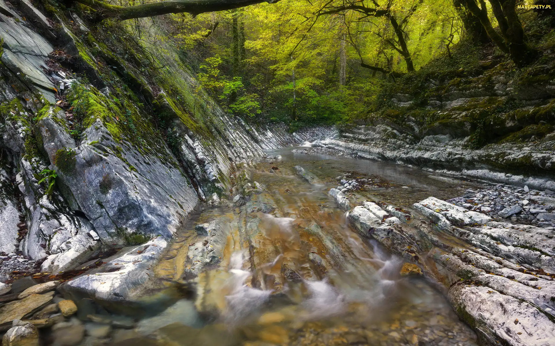 Las, Koryto, Skarpa, Rzeka, Skały