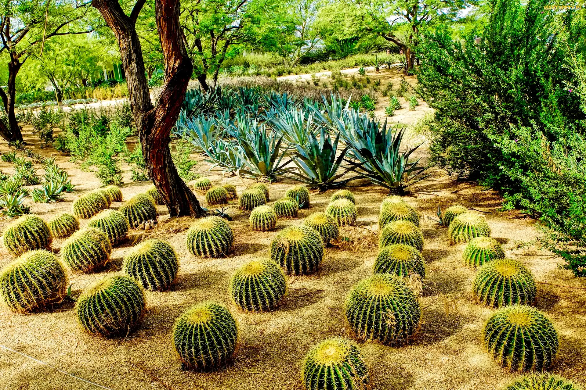 Park, Kaktusy, Stany Zjednoczone, Sunnylands Center Gardens, Rancho Mirage, Kalifornia, Ogród