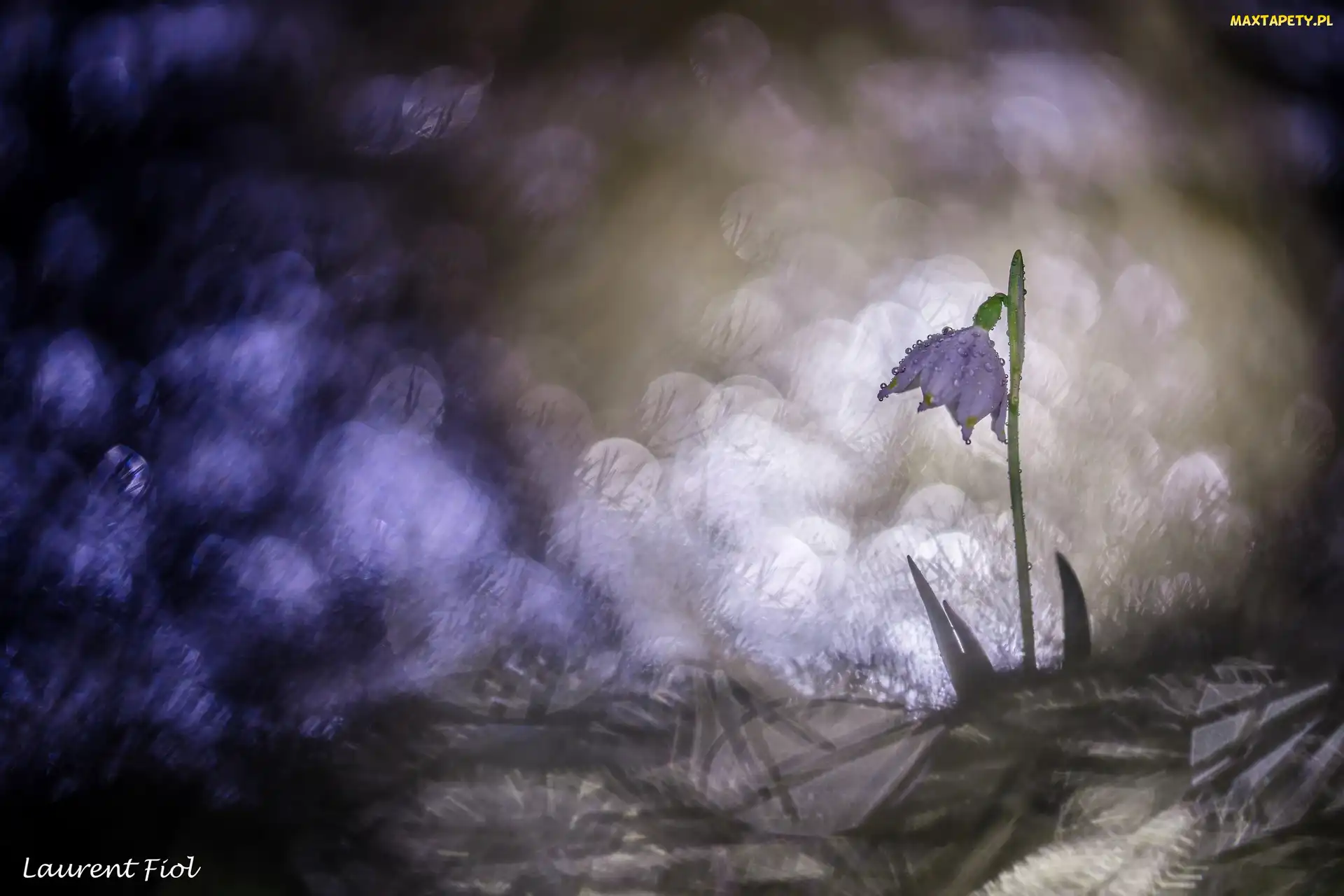 Śnieżyca wiosenna, Bokeh, Kwiat