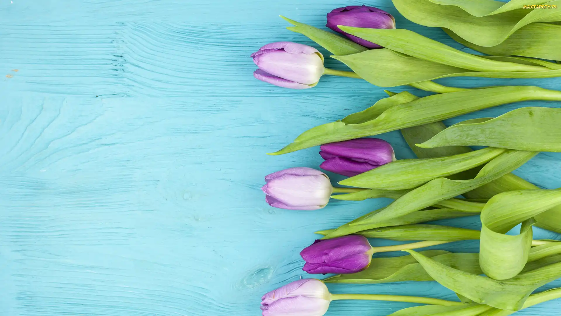 Niebieskie, Deski, Tulipany