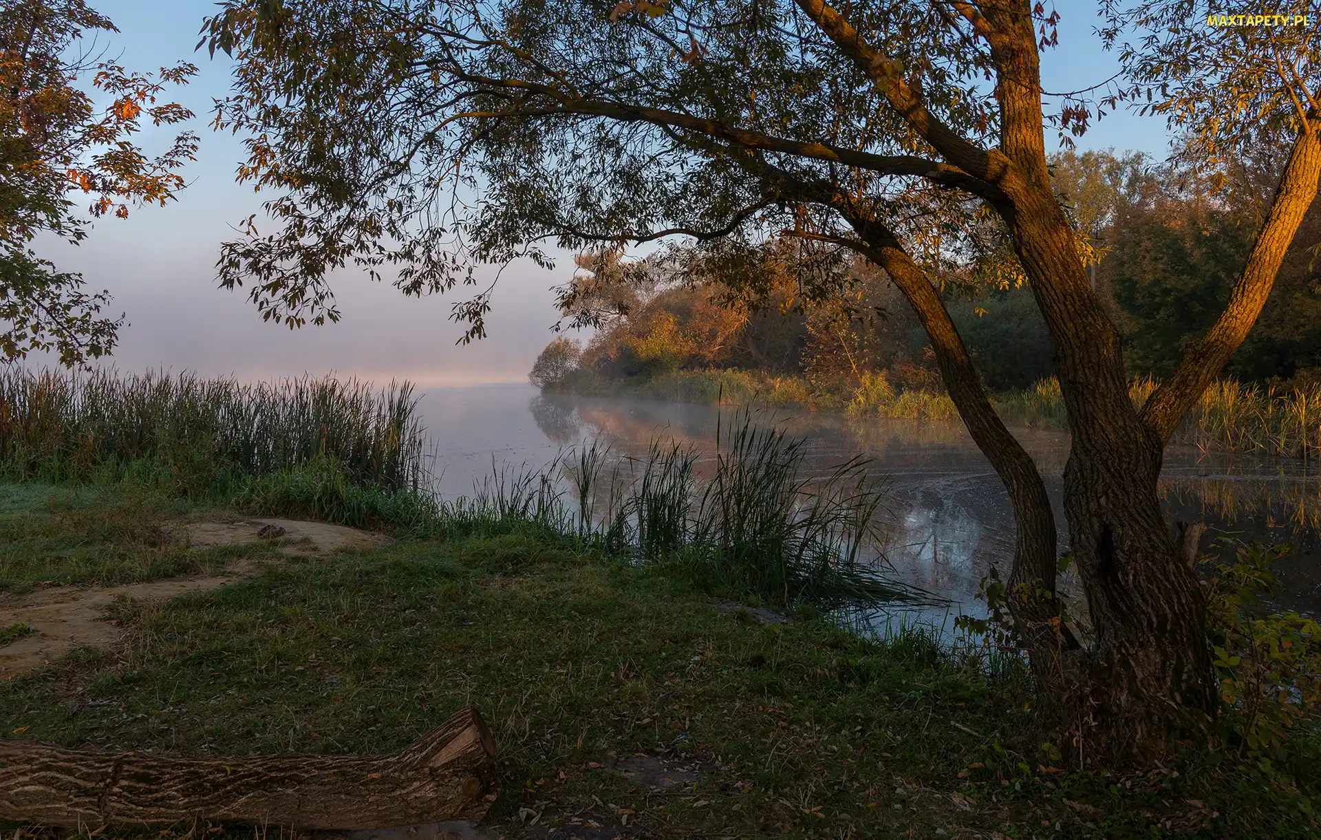 Trzciny, Trawa, Jezioro, Drzewa