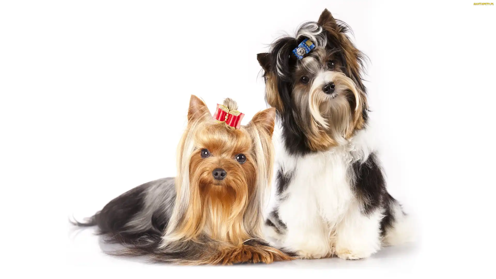 Dwa, Yorkshire terrier, Kokardy, Pieski