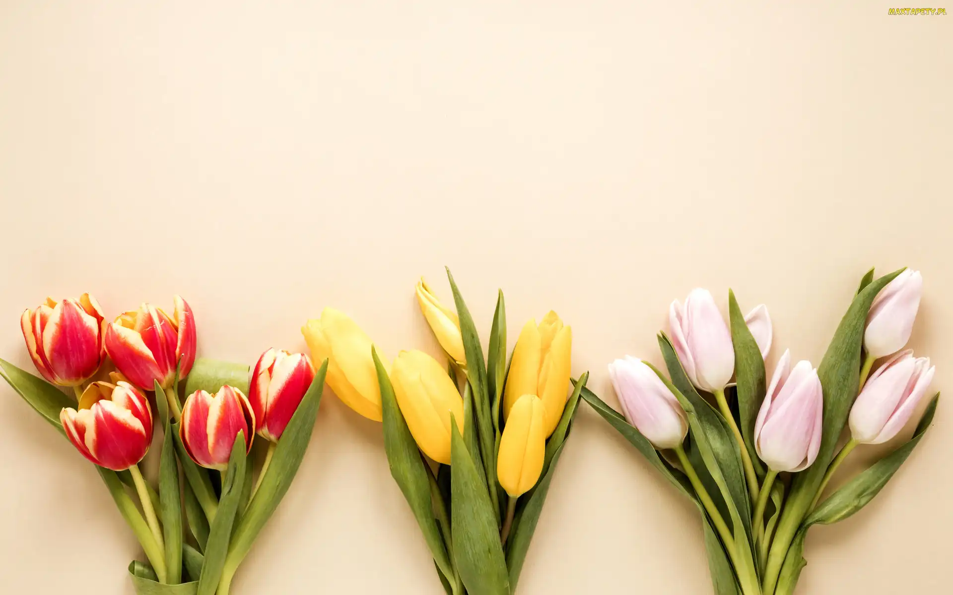 Kolorowe, Bukiety, Trzy, Tulipany, Kwiaty