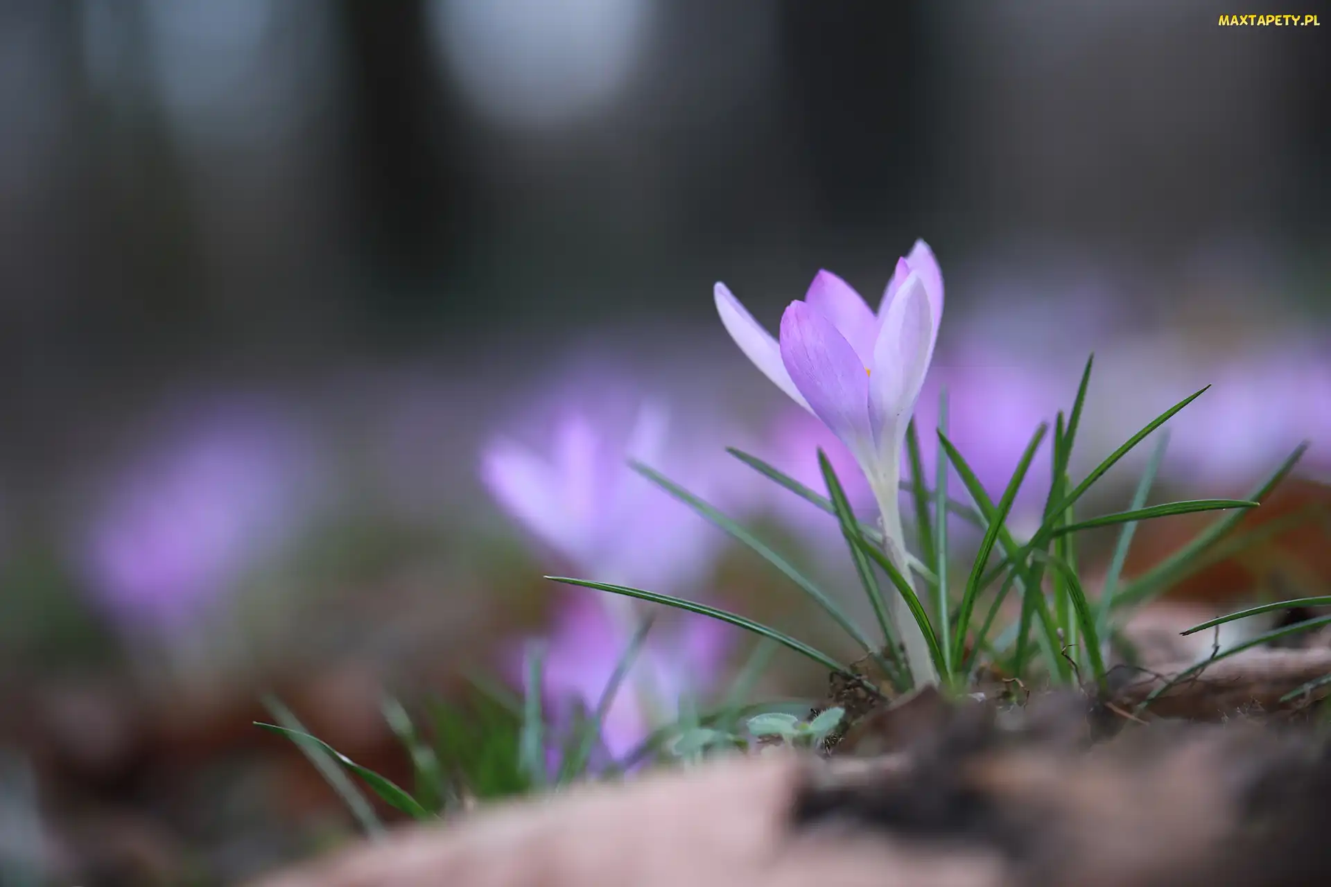 Krokus, Kwiatek, Liliowy