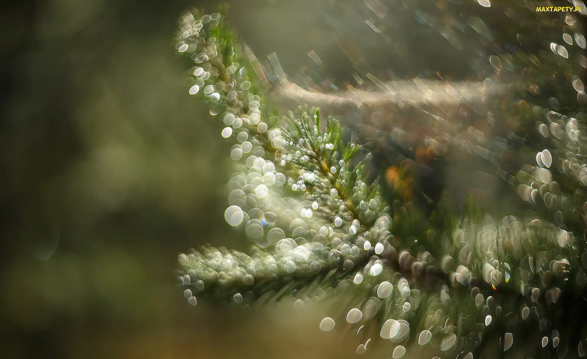 Iglak, Bokeh, Gałązka