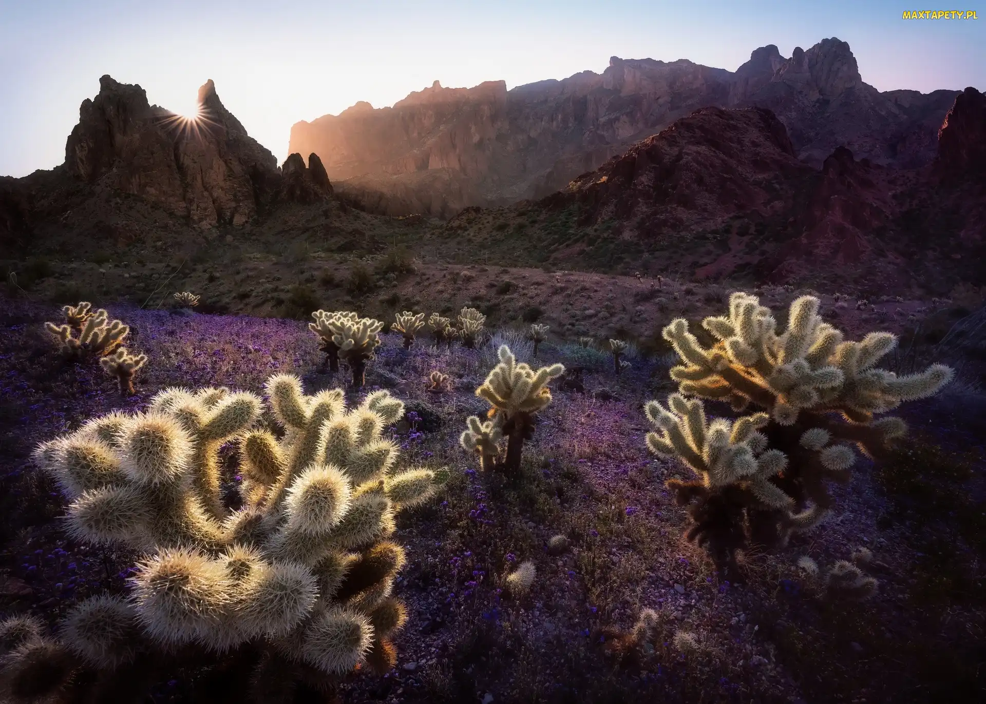 Stany Zjednoczone, Stan Arizona, Promienie słońca, Góry, Kaktusy cholla, Park Narodowy Saguaro