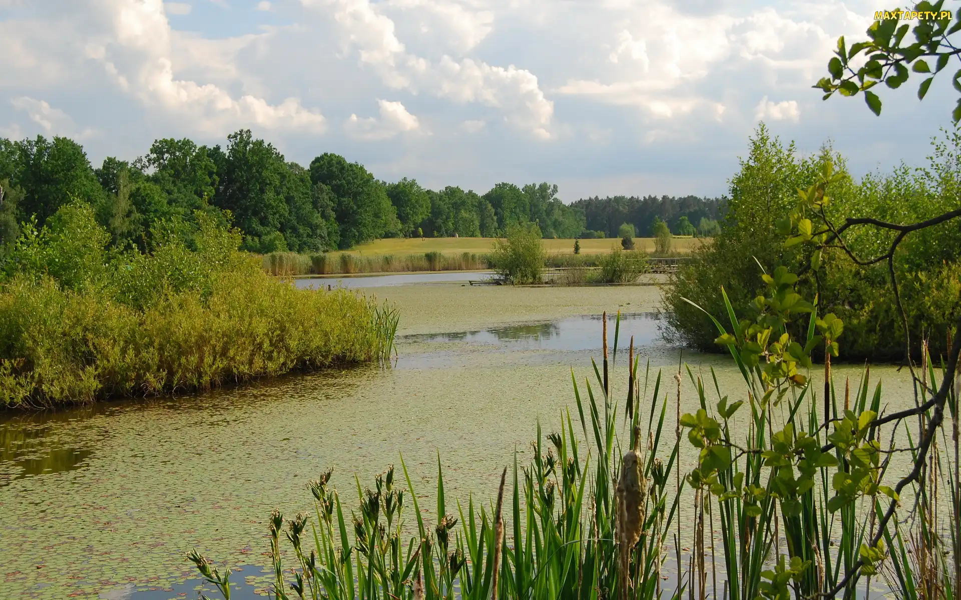 Szuwary, Drzewa, Staw