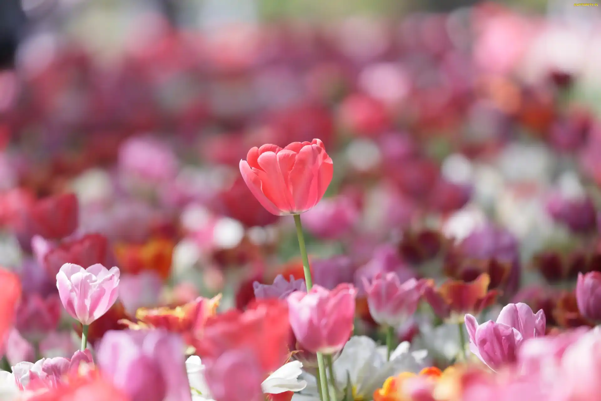 Kolorowe, Tulipany, Rozświetlone