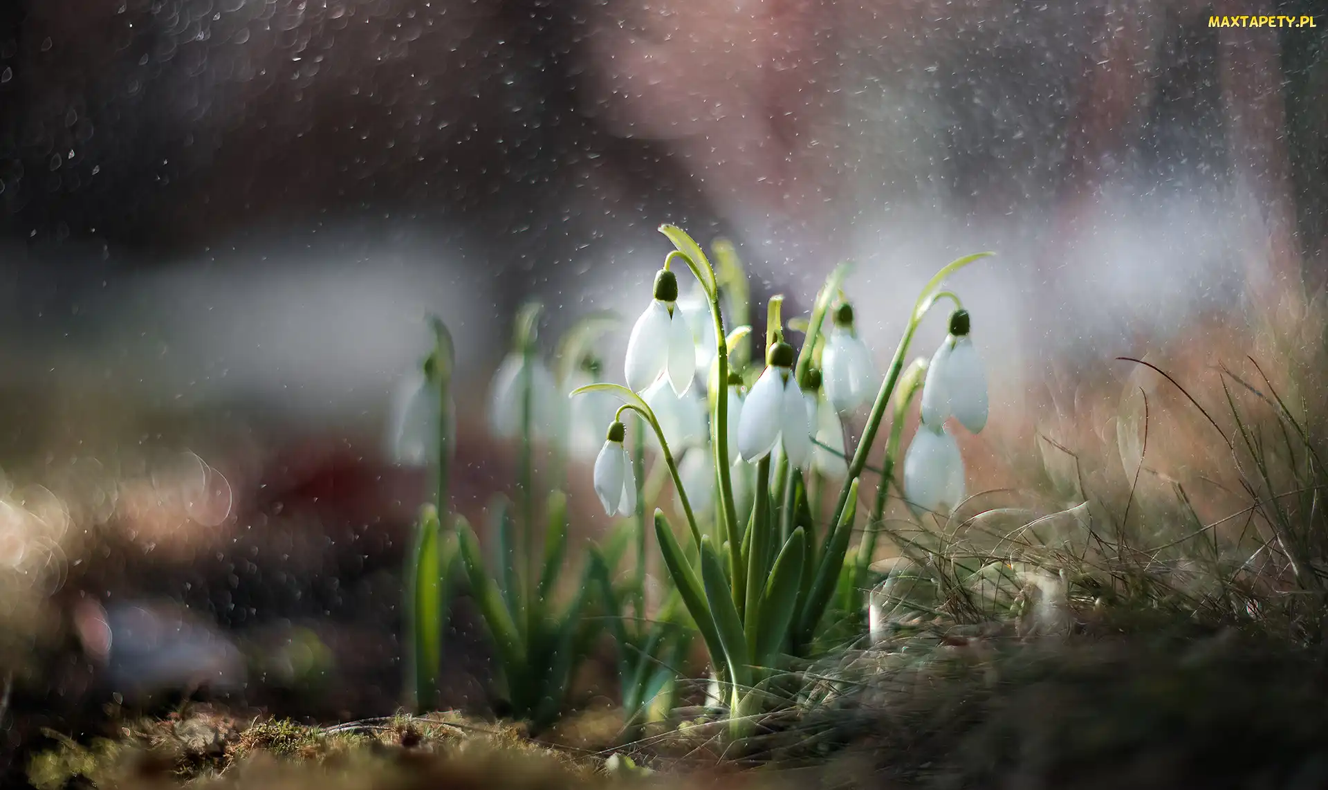 Bokeh, Trawa, Kwiaty, Przebiśniegi