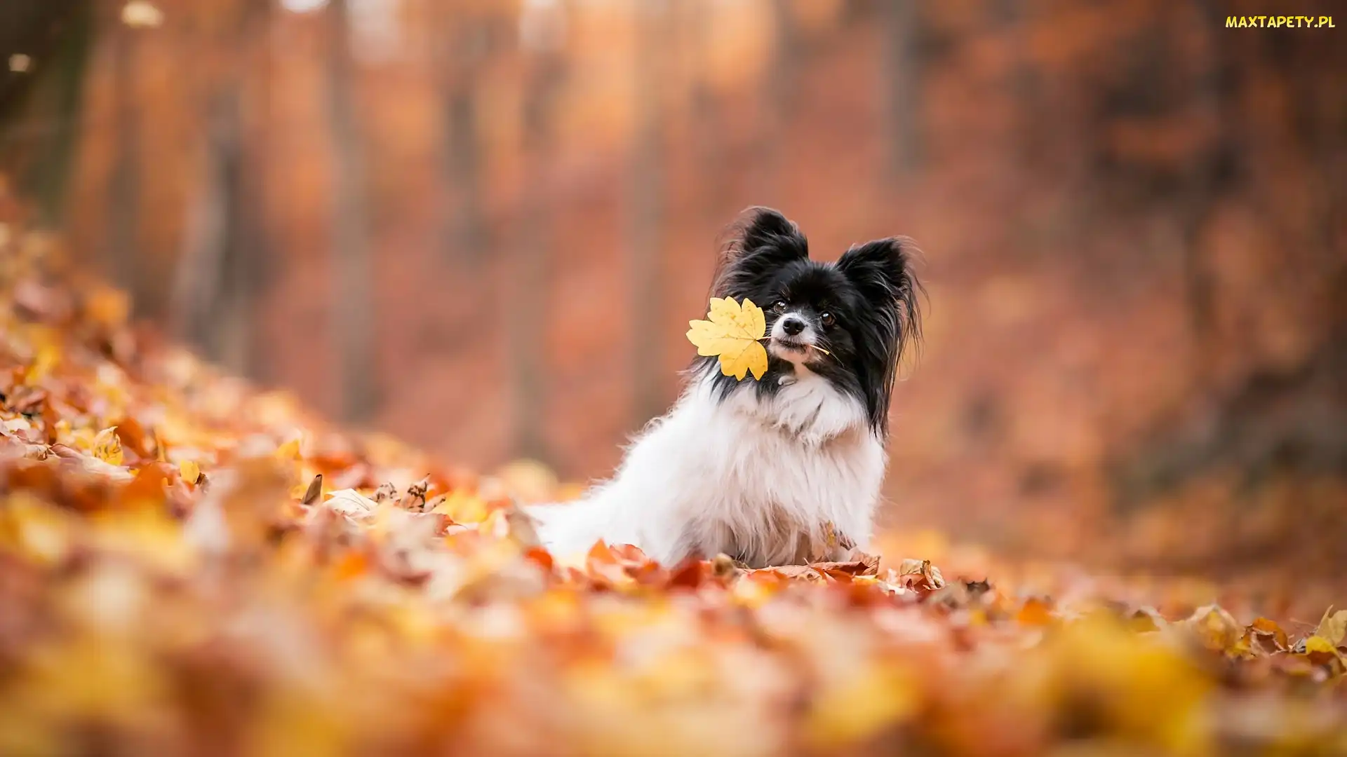 Spaniel kontynentalny miniaturowy Papillon, Tło, Rozmyte, Liście, Pies