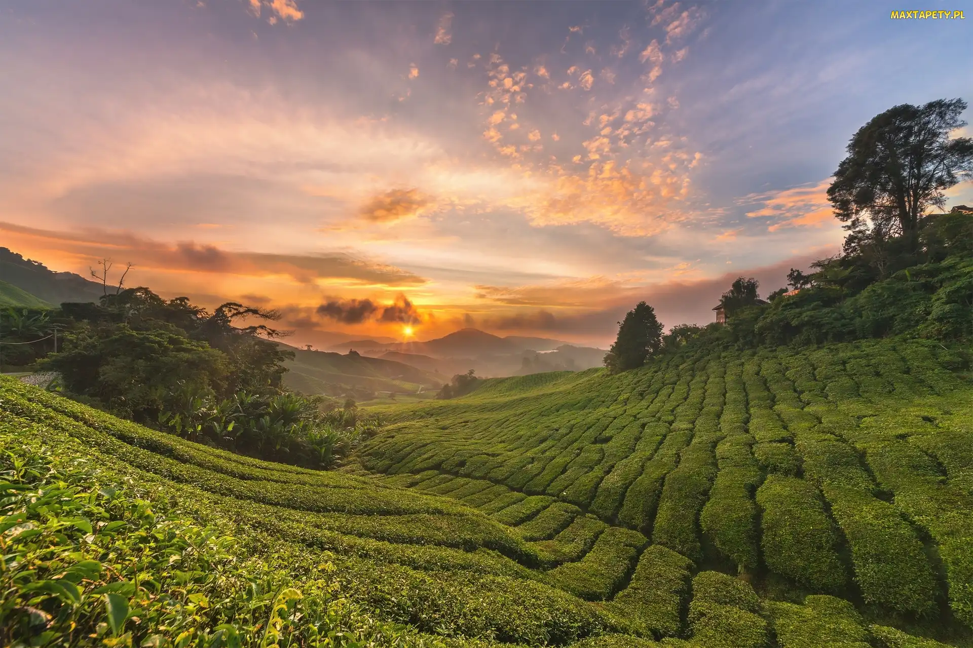 Plantacja, Stan Pahang, Promienie słońca, Malezja, Cameron Highlands, Chmury, Wzgórza, Drzewa, Krzewy