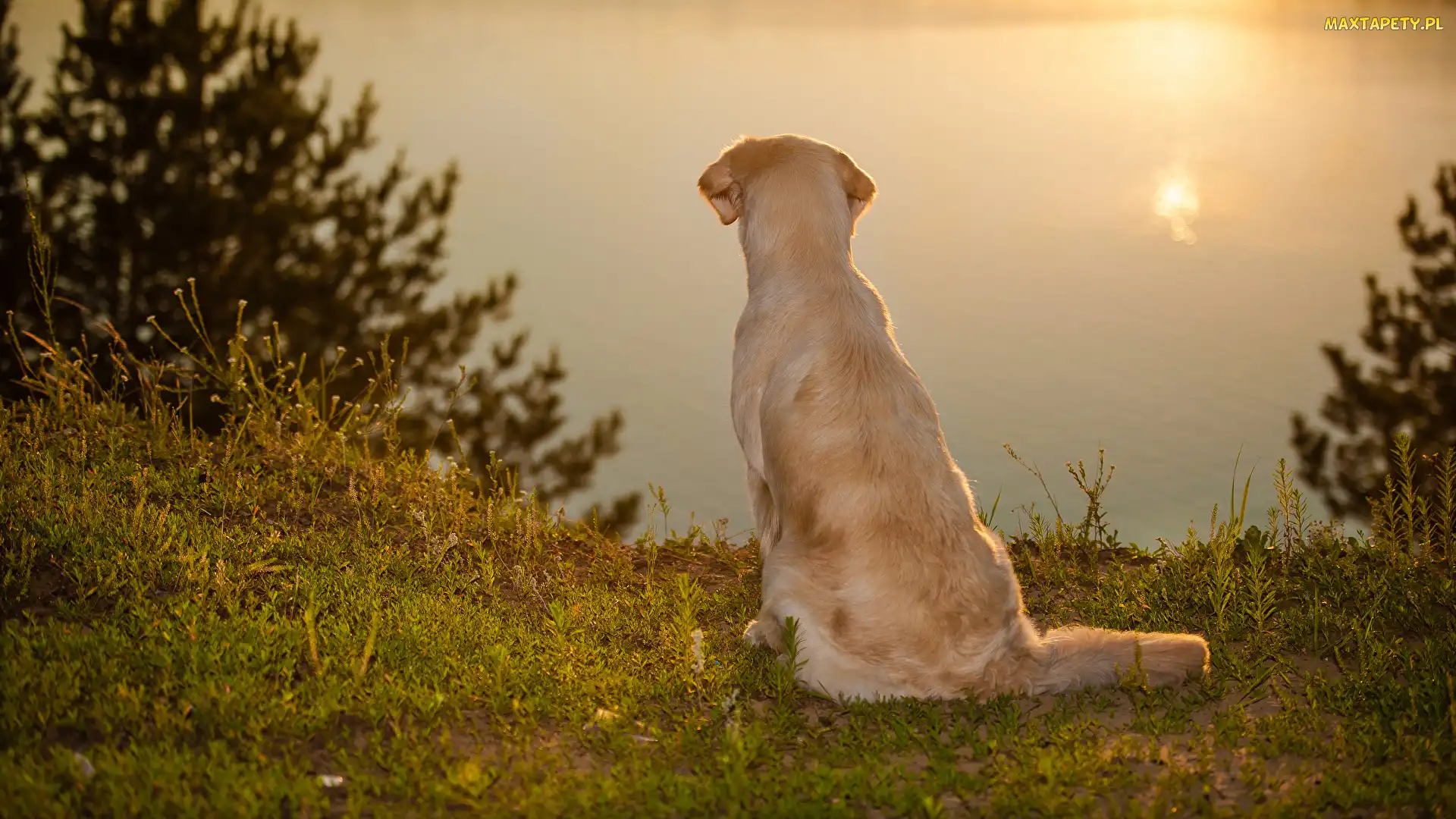 Jezioro, Golden retriever, Siedzący, Pies