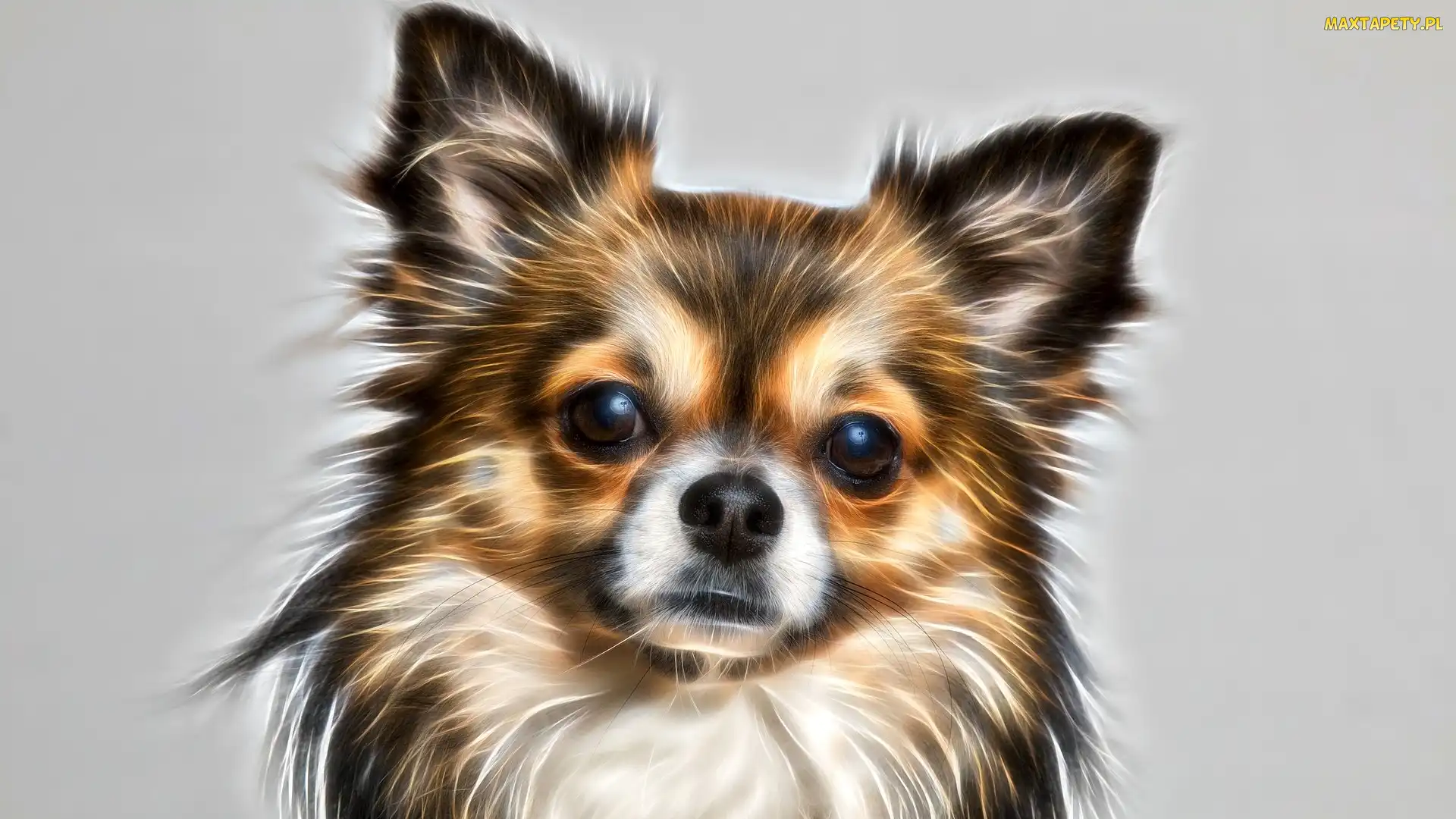 Tło, Szare, Chihuahua, Pies, Mordka, Fractalius